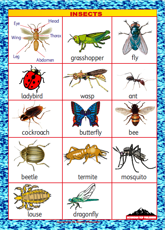 Insects chart