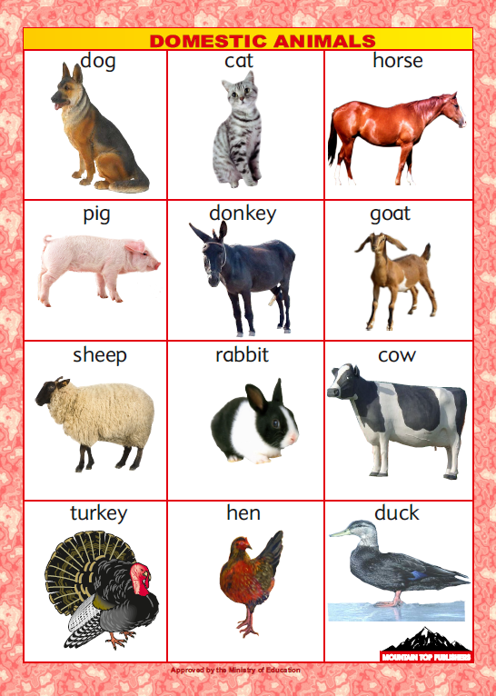 Domestic animals chart