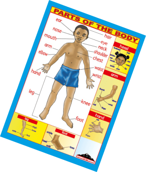 parts of the body