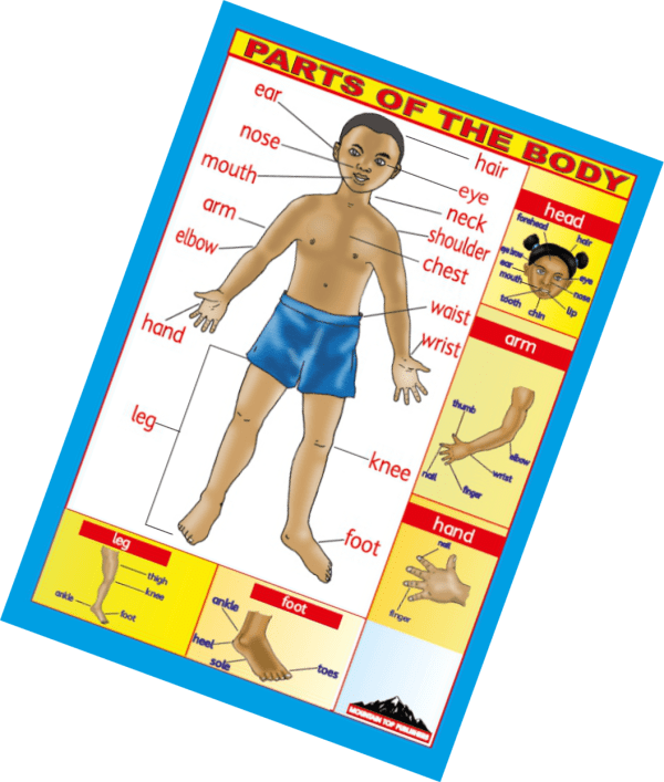 parts of the body